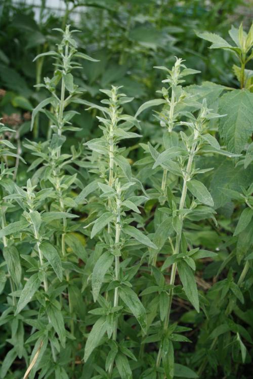 Pycnanthemum verticillatum, Hairy Mountain-Mint