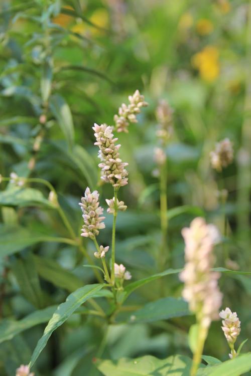 Persicaria pensylvanica, Pennsylvania Smartweed