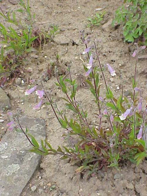 Penstemon gracilis, Slender Beardtongue