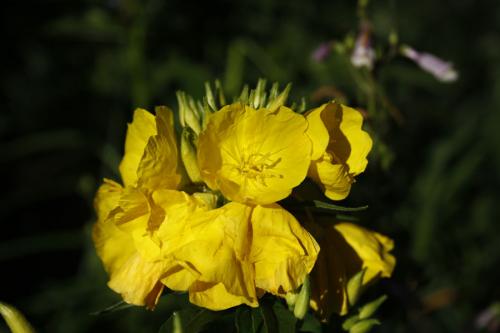 Oenothera fruticosa, Narrow-Leaved Evening-Primrose 
