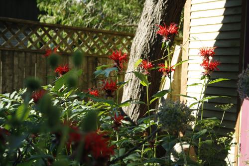 Monarda didyma, Red Beebalm 