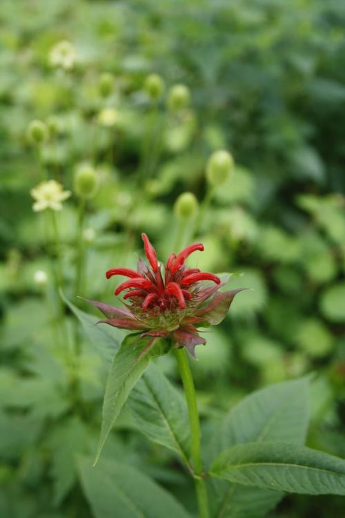 Monarda didyma, Red Beebalm 