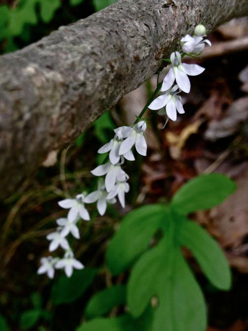 Lobelia spicata, Pale Spike Lobelia