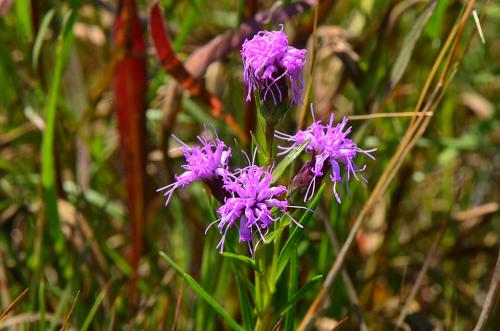 Liatris cylindracea, Slender Blazing Star 