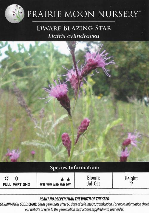 Liatris cylindracea, Slender Blazing Star 