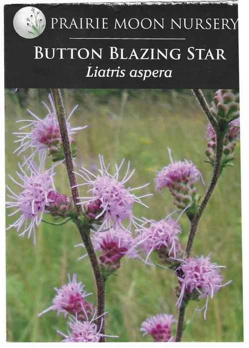 Liatris aspera, Button Blazing Star  