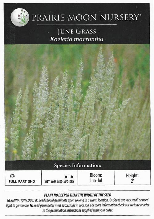 Koeleria macrantha, June Grass  