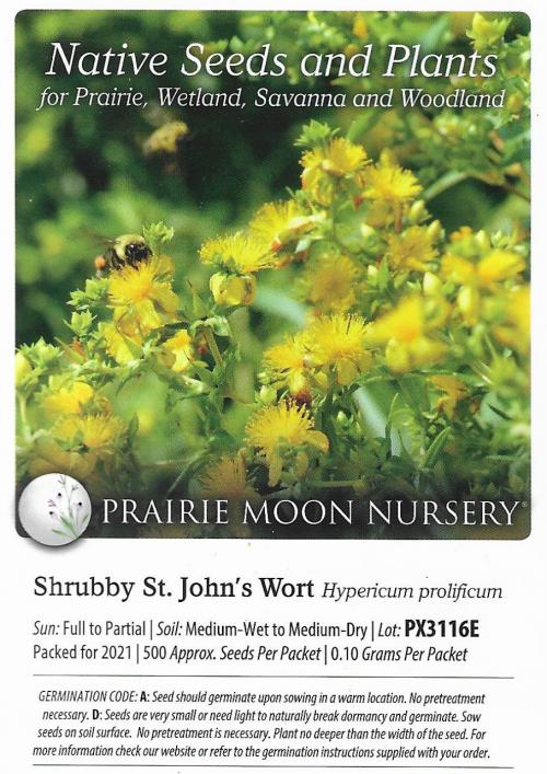 Hypericum prolificum, Shrubby St. John's Wort 