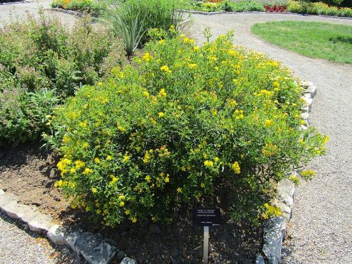Hypericum prolificum, Shrubby St. John's Wort 