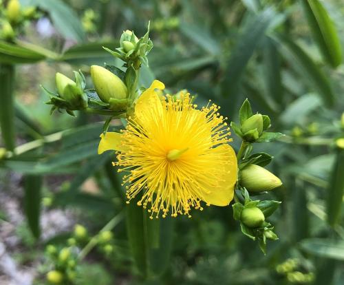Hypericum prolificum, Shrubby St. John's Wort 