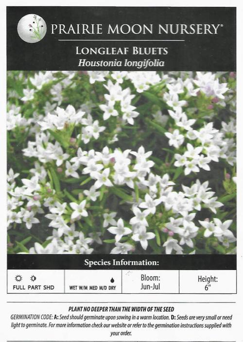 Houstonia longifolia, Longleaf Bluets  