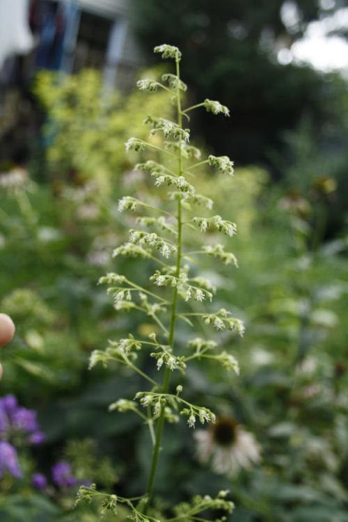 ~ Heuchera villosa var. macrorhiza, Giant Alumroot