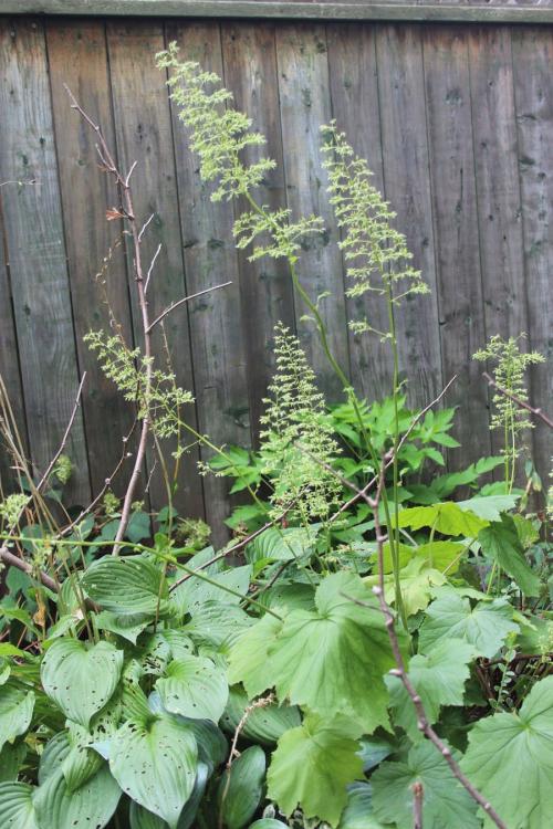 ~ Heuchera villosa var. macrorhiza, Giant Alumroot