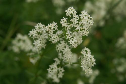 Galium boreale, Northern Bedstraw  
