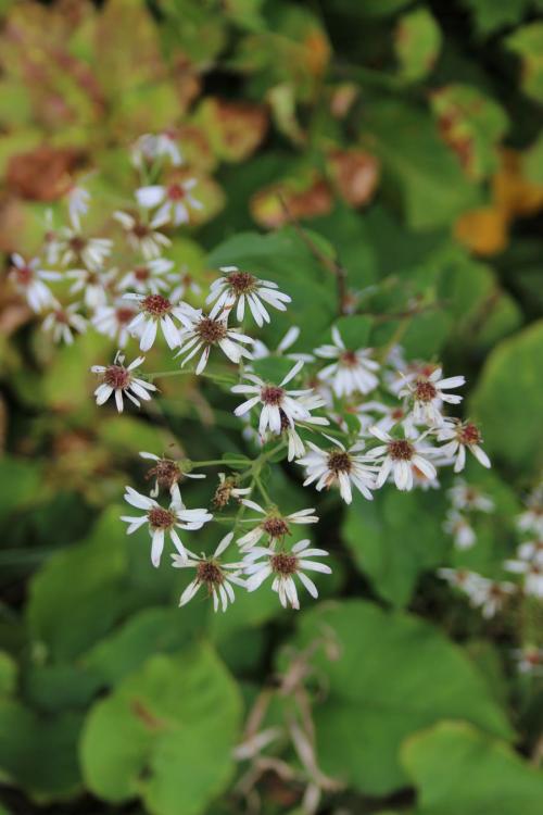 Eurybia macrophylla, Bigleaf Aster 