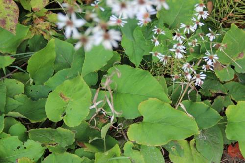 Eurybia macrophylla, Bigleaf Aster 