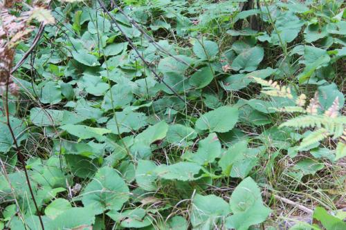 Eurybia macrophylla, Bigleaf Aster 
