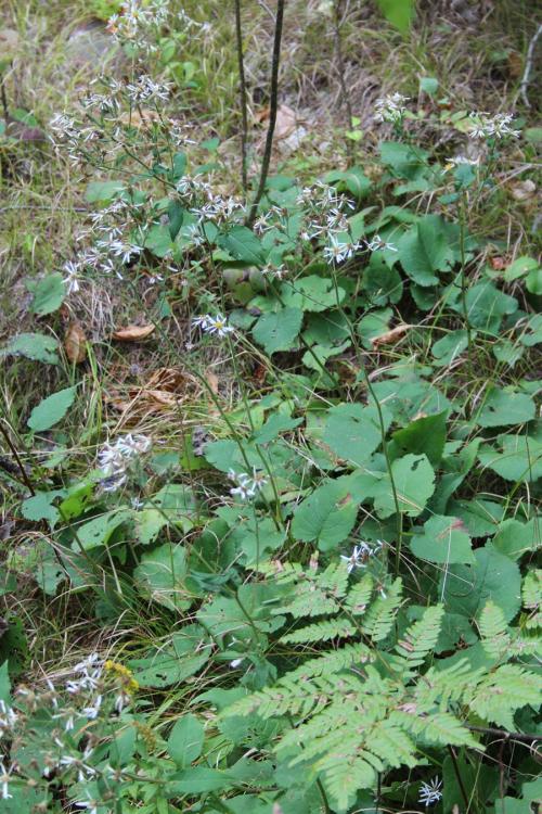 Eurybia macrophylla, Bigleaf Aster 
