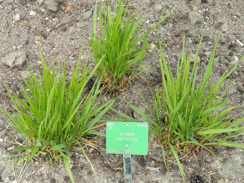 Elymus virginicus, Virginia Wild Rye