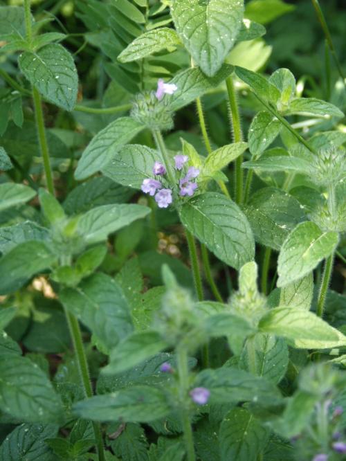 Clinopodium vulgare, Wild Basil