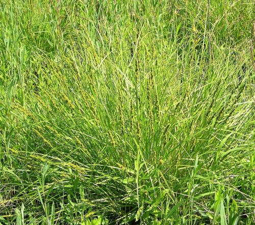 Carex vulpinoidea, Brown Fox Sedge  
