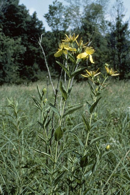 Hypericum ascyron subsp. pyramidatum, American Great St. John's-wort