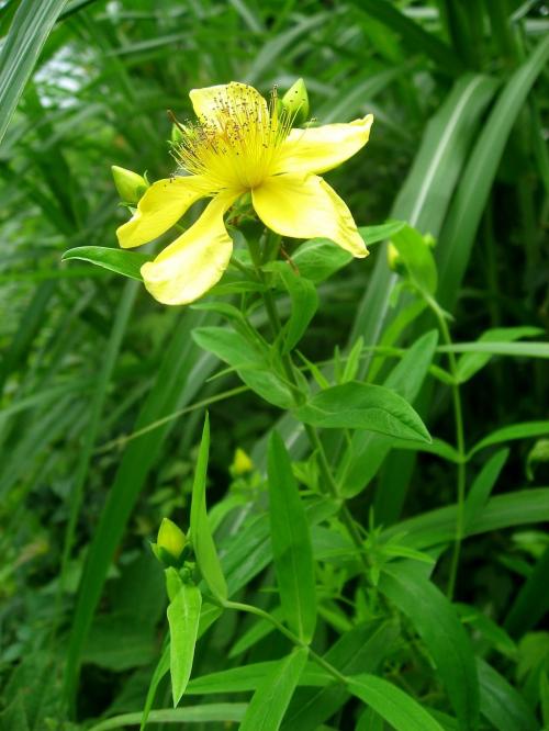 Hypericum ascyron subsp. pyramidatum, American Great St. John's-wort