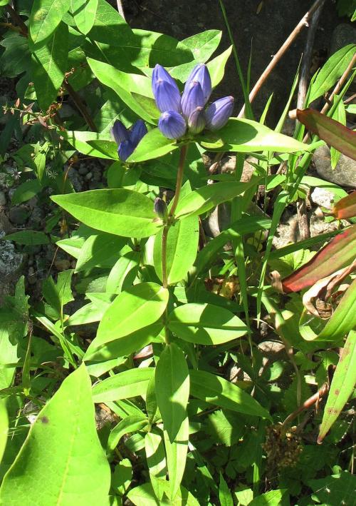 Gentiana andrewsii, Closed Bottle Gentian