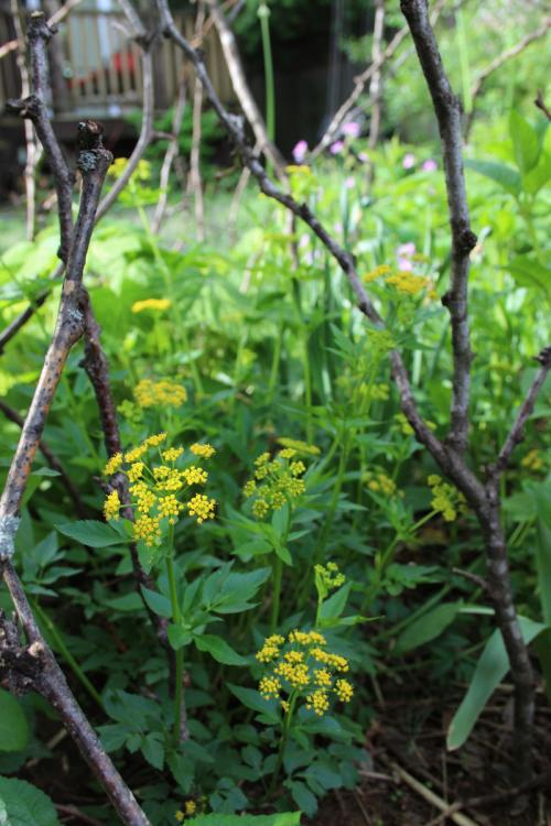 Zizia aurea, Golden Alexanders 