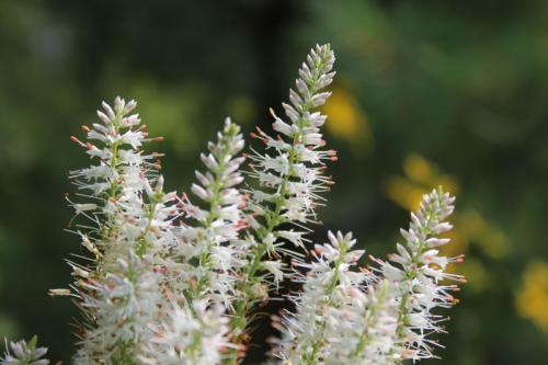 Veronicastrum virginicum, Culver's root