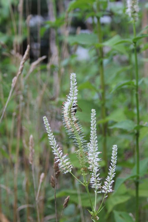 Veronicastrum virginicum, Culver's root