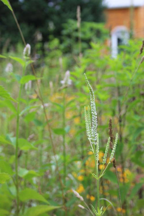 Veronicastrum virginicum, Culver's root