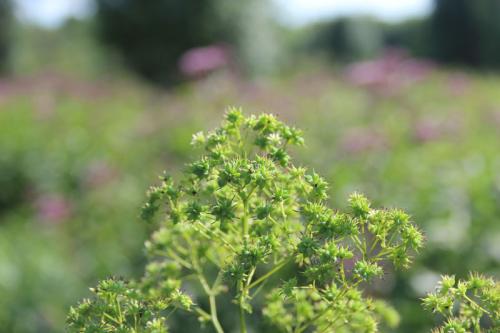 Thalictrum pubescens, Tall Meadow Rue