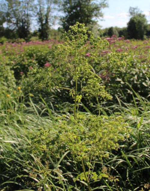 Thalictrum pubescens, Tall Meadow Rue