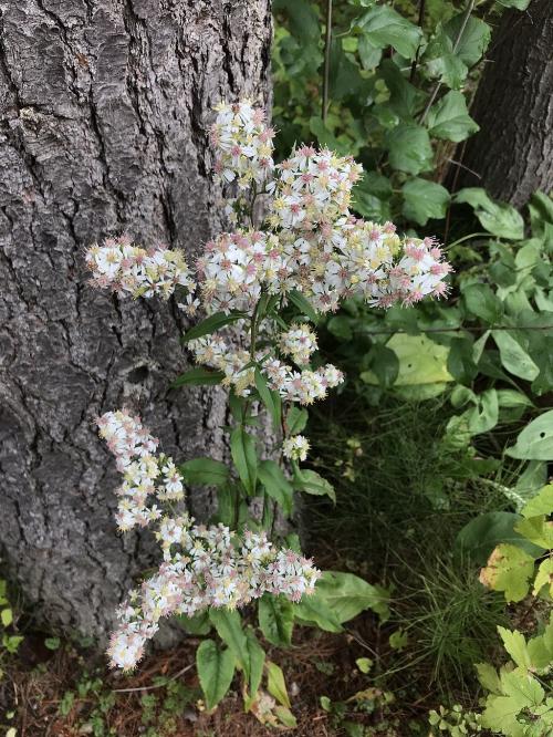 Symphyotrichum urophyllum, Arrow-leaved Aster
