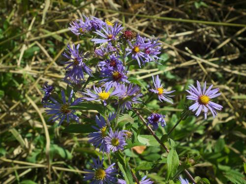 Symphyotrichum puniceum, Purple-Stemmed Aster