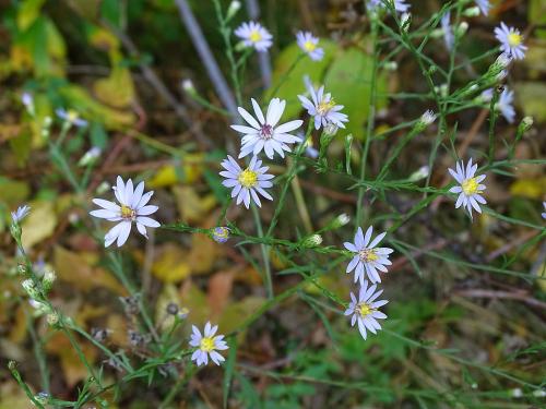 Symphyotrichum oolentangiense, Sky Blue Aster