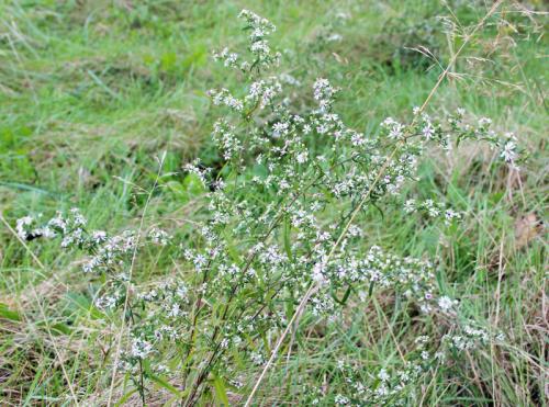 Symphyotrichum lateriflorum, Calico Aster