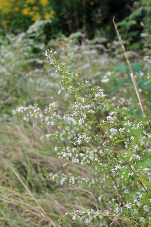 Symphyotrichum lateriflorum, Calico Aster