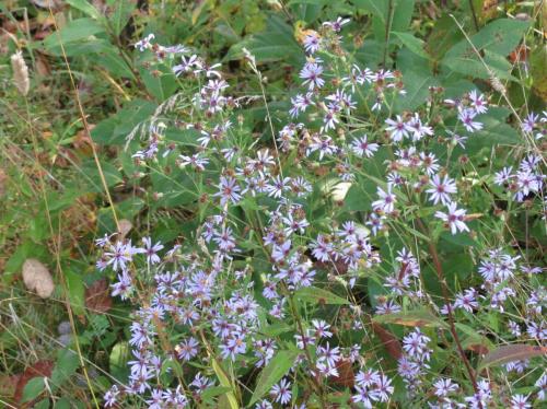 Symphyotrichum ciliolatum, Lindley's Aster