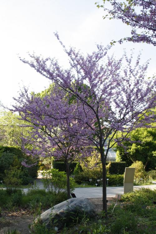 Cercis canadensis, Canada Redbud