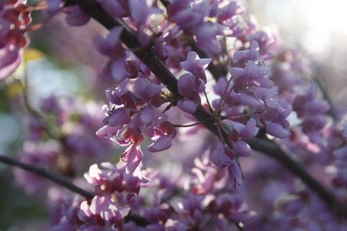 Cercis canadensis, Canada Redbud
