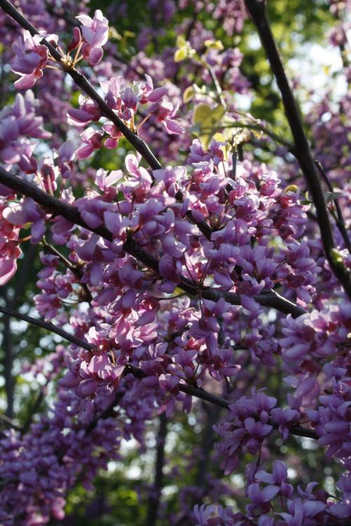 Cercis canadensis, Canada Redbud