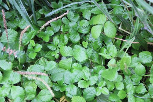 Fragaria virginiana, Virginia Strawberry