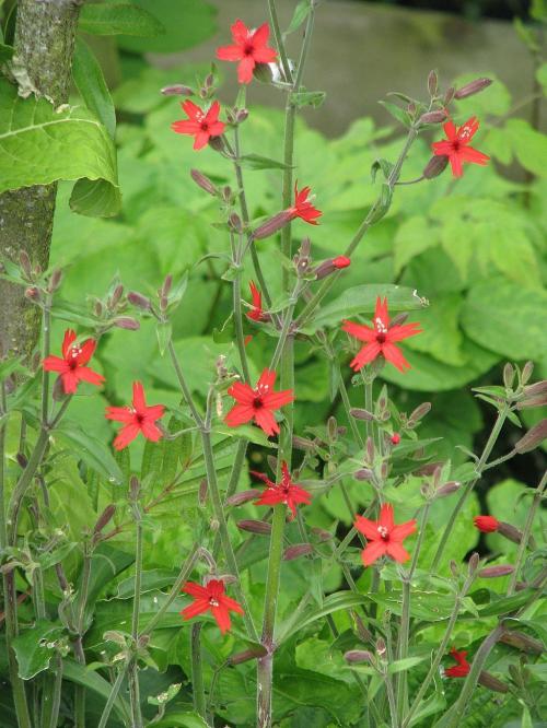Silene virginica, Fire Pink