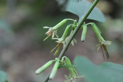 Nabalus albus, White Rattlesnakeroot 