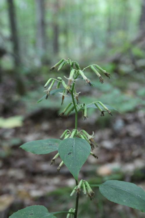 Nabalus albus, White Rattlesnakeroot 