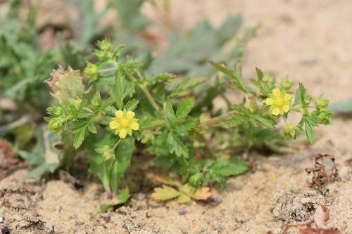 Potentilla supina, Bushy Cinquefoil