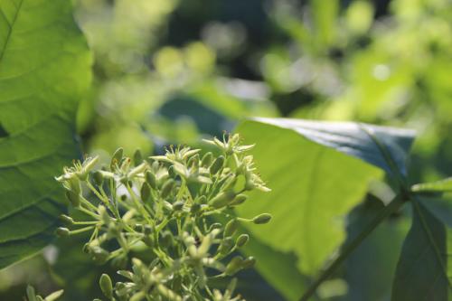 Ptelea trifoliata, Common Hop-tree