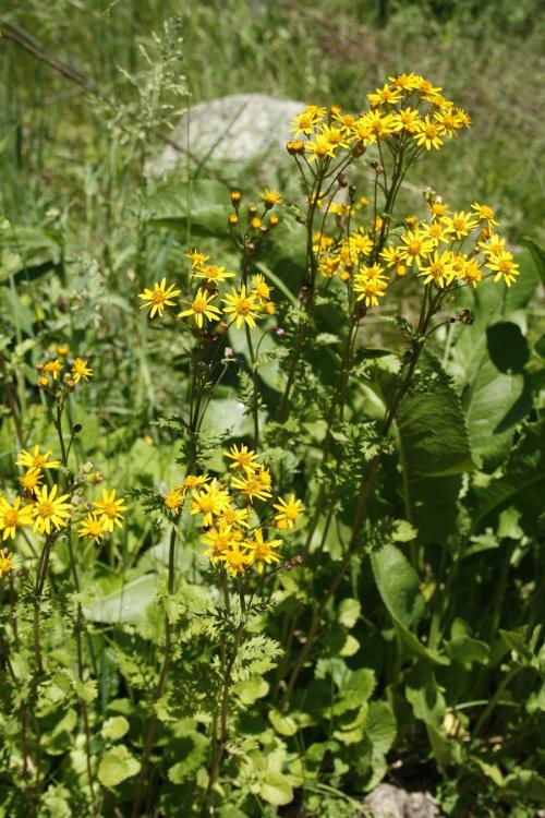 Packera aurea, Golden Groundsel